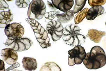 <ul><li><p>test (shell) made of calcium carbonate</p></li></ul><p></p>