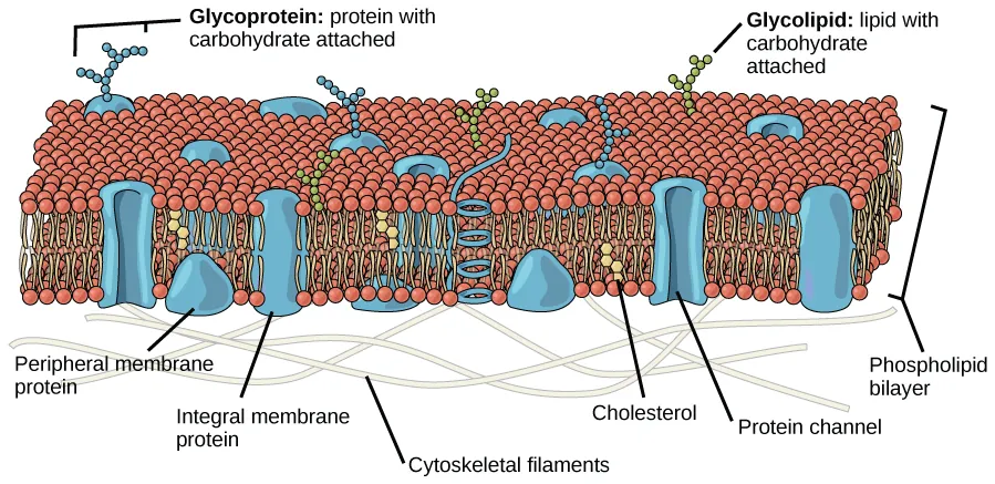 <p>Proteins embedded in or attached to the <span>phospholipid bilayer</span> of a cell membrane. They act as gatekeepers, helping the cell transport materials, receive signals, and speed up chemical reactions</p>