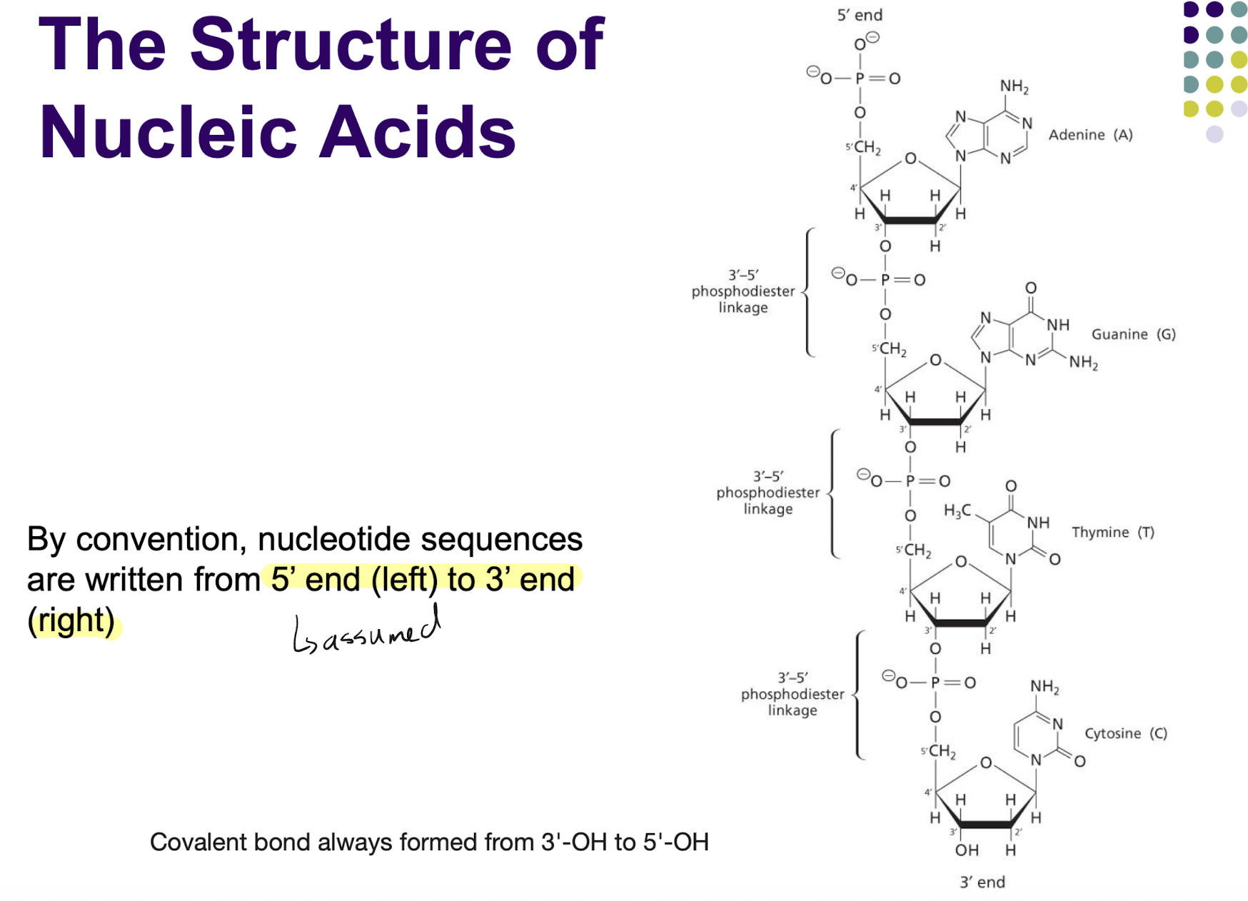 <p>At the 5’ end, the 5’ carbon on the pentose sugar is not linked to another nucleotide and is thus not involved in a phosphodiester bond. There will be a free 5’ phosphate group not connected to other molecules</p><p>At the 3’ end, the 3’ carbon on the pentose sugar is not linked to another nucleotide and is thus not involved in a phosphodiester bond. There will be a free 3’ OH group not connected to other molecules </p>