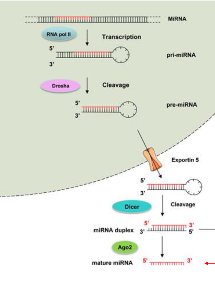 <p>miRNAs are <u>synthesized in the nucleus</u> and <u>processed</u> before they can be apart of the RISC complex.</p><p>1) miRNAs are synthesized by RNA Pol II (Genomicaly, miRNA genes can be found in many places, in introns, between mRNA genes, in clusters, ect…) and form a hairpin loop structure (miRNA loops in on itself), this is pri-miRNA</p><p>2) <u>Drosha</u> (an endonuclease)  trims pri-mRNA into pre-miRNA (just makes it shorter)</p><p>3) pre-miRNA is exported out of the nuclease by <u>Exportin-5</u></p><p>4) <u>DICER</u> then cleaves of the loop (now we just have a double stranded miRNA segment)</p><p>5) <u>Ago2</u> discards the passenger strand and keeps the <u>Guide Strand</u> (which is methylated for stability) </p><p></p><p>Ago2, miRNA segment (and a few other proteins) now make the RISC complex</p><ul><li><p>RISC complex now searches for complementary target mRNA</p></li><li><p>RISC will either cleave mRNA or bind to it to block transcription (will eventually be degraded either way)</p></li><li><p>binding to complementary mRNA can be lose </p></li></ul><p></p>