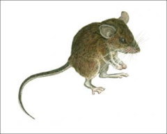 <p>physiological control systems that maintain the internal environment within restricted limits</p>