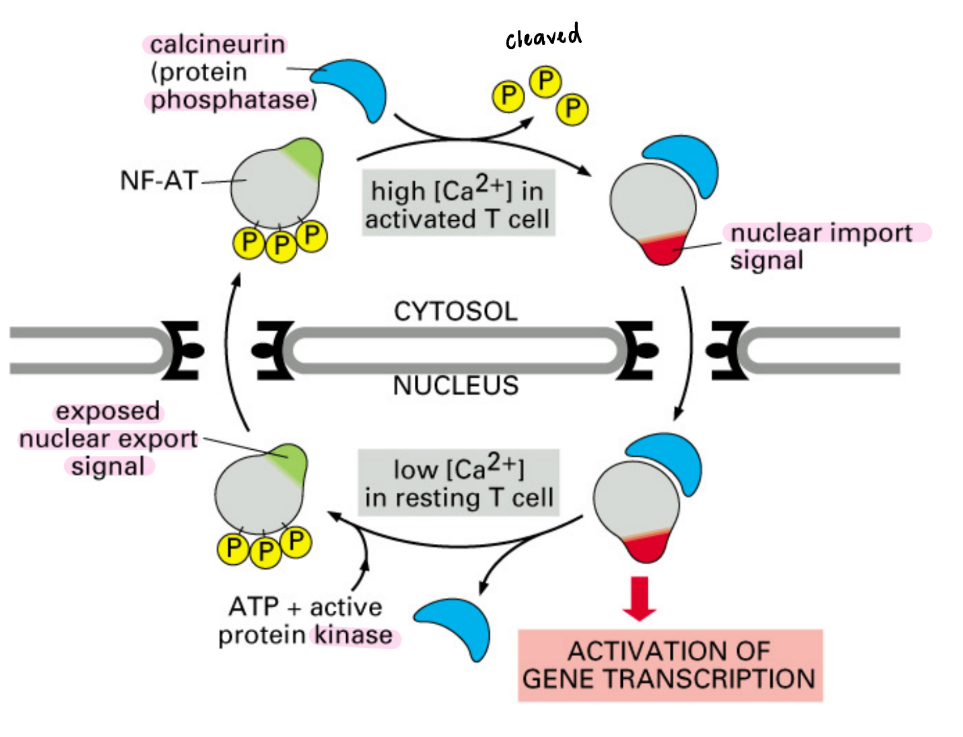 <ul><li><p>ON </p><ul><li><p><strong>NF-AT</strong> in cytoplasm of resting T-cell = phosphorylated → hides NLS</p><ul><li><p><strong>NF-AT</strong> = family of five transcription factors = <span style="color: blue;"><u>regulates gene expression</u></span></p></li></ul></li><li><p>Signaling → Ca<sup>2+</sup> levels <span style="color: green;"><u>INCREASE</u></span></p></li><li><p><strong>Calcineurin</strong> (Ca<sup>2+</sup> dependent phosphatase) binds to NF-AT</p></li><li><p>NF-AT - Phosphate  → NLS = <span style="color: red;">EXPOSED</span> </p></li><li><p>Importin recognizes NLS → carries NF-AT → nucleus </p></li><li><p>Transcription = <span style="color: green;">ON</span></p></li></ul></li><li><p>OFF</p><ul><li><p>Ca<sup>2+</sup> levels <span style="color: red;"><u>DECREASE</u></span> → Calcineurin <span style="color: red;">RELEASES</span> NF-AT</p></li><li><p>NF-AT + Phosphate → NLS = hidden, NES = EXPOSED </p></li><li><p>Exportin recognizes NES → kicks NF-AT back to cytoplasm</p></li><li><p>Ensure immune response = off  </p></li></ul></li></ul><p></p>