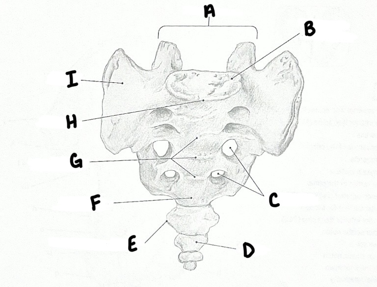 <p>E</p>