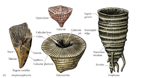 <ul><li><p>solitary or colonial</p></li><li><p>calcite skeletons</p></li><li><p>robust, horn-shaped</p></li><li><p>prominent septa (6 primary, secondary arranged in 4 spaces</p></li><li><p>Middle <strong>Ordovician</strong> to End <strong>Permian</strong></p></li></ul><p></p>