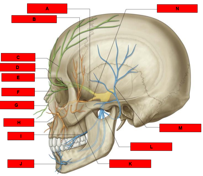 <p>What is indicated by B?</p>