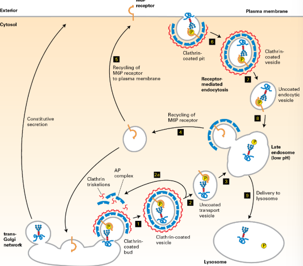 <p>they can be sent there to retrieve certain secreted enzymes from outside the cell using endocytosis</p>