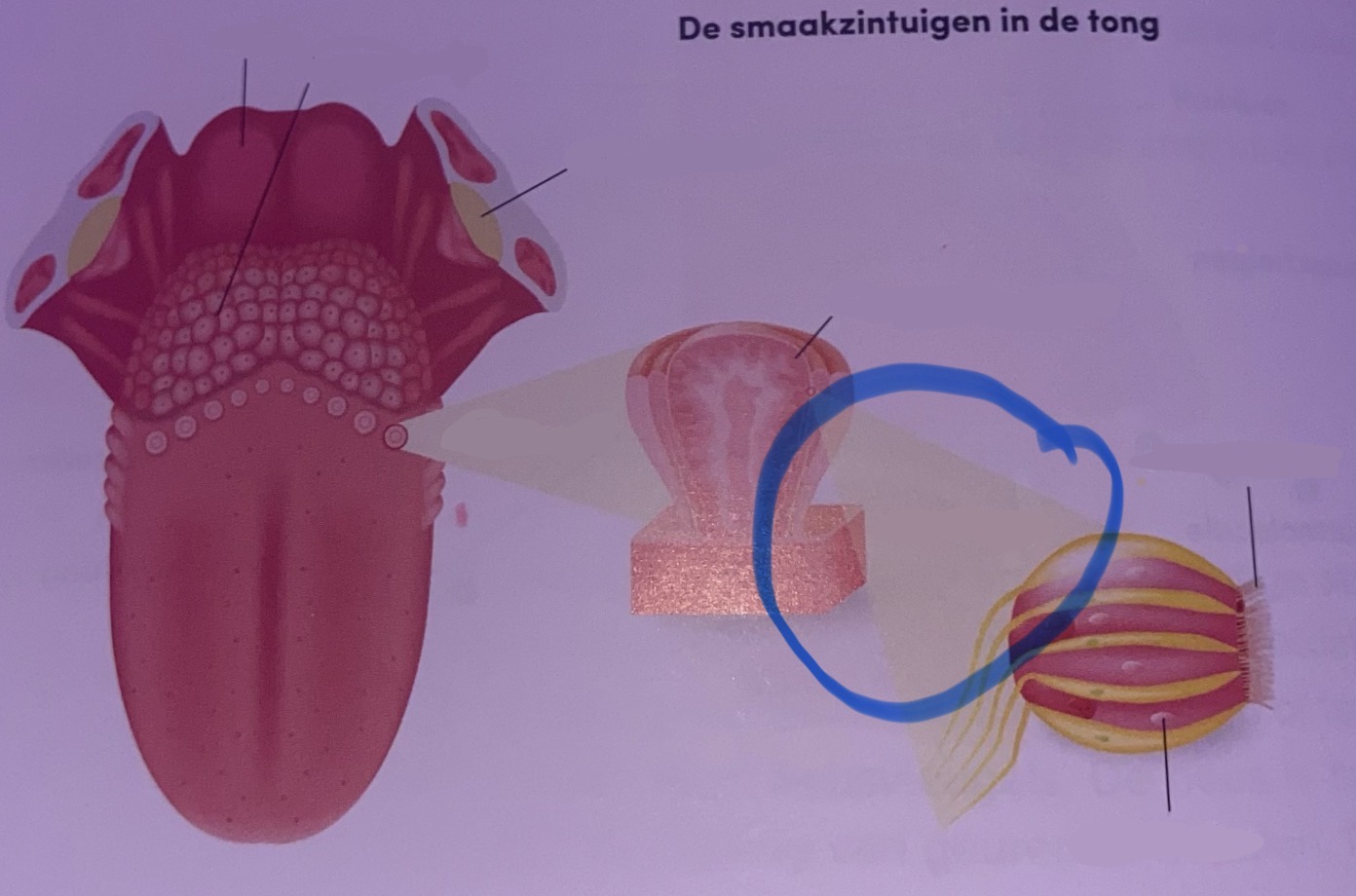 <p>Benoem</p>