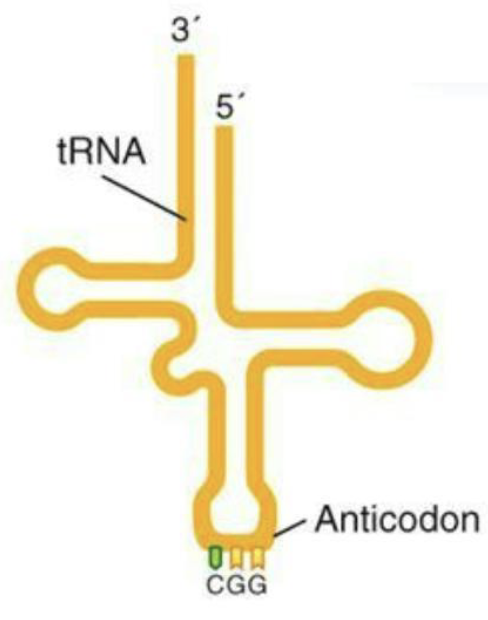<ul><li><p>The transfer RNA (<strong><em>tRNA</em></strong>) are 75 - 100 nucleotides in size</p></li><li><p>Form secondary structures that deliver amino acids to the Ribosomes</p></li><li><p>Note the 3’ to 5’ orientation!!</p><ul><li><p>mRNA is read 5′ → 3′ by the ribosome</p></li><li><p>The anticodon on tRNA binds antiparallel, meaning it pairs 3′ → 5′ to the codon</p></li></ul></li></ul><p></p>