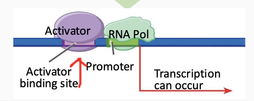<ul><li><p><strong>Activator protein </strong>binds by the promoter (operator) and <strong>increases</strong> transcription.</p></li><li><p>RNA polymerase binds</p></li><li><p>Transcription</p></li><li><p>ex: MalT</p></li></ul><p></p>