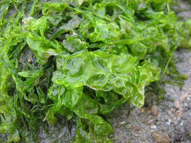 <p>Sea Lettuce </p>