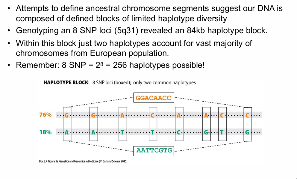 <p>Region:</p><p>5q31</p><p>Block size:</p><p>84 kb</p><p>SNPs:</p><p>8</p><p>Possible haplotypes:</p><p>2⁸ = 256</p><p>Observed in the European population:</p><p>- GGACAACC = 76%</p><p>- AATTCGTG = 18%</p><p>Thus:</p><p>Two haplotypes accounted for the vast majority of chromosomes.</p>