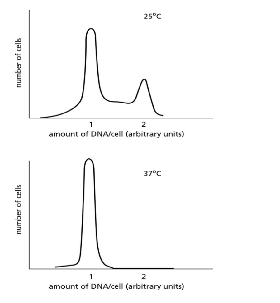 <p><span style="background-color: transparent; font-family: "Times New Roman", serif;">A mutant yeast strain stops proliferating when shifted from 25°C to 37°C. When these cells are analyzed at the two different temperatures, using a machine that sorts cells according to the amount of DNA they contain, the graphs in Figure 18-1 are obtained. Which of the following would NOT explain the results with the mutant?</span></p>