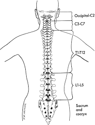 <p>Spinous Process of the C7-T12</p>
