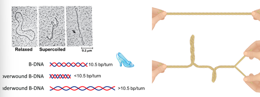 <p>Under-winding or over-winding DNA causes torsional stress, what does this result in </p>