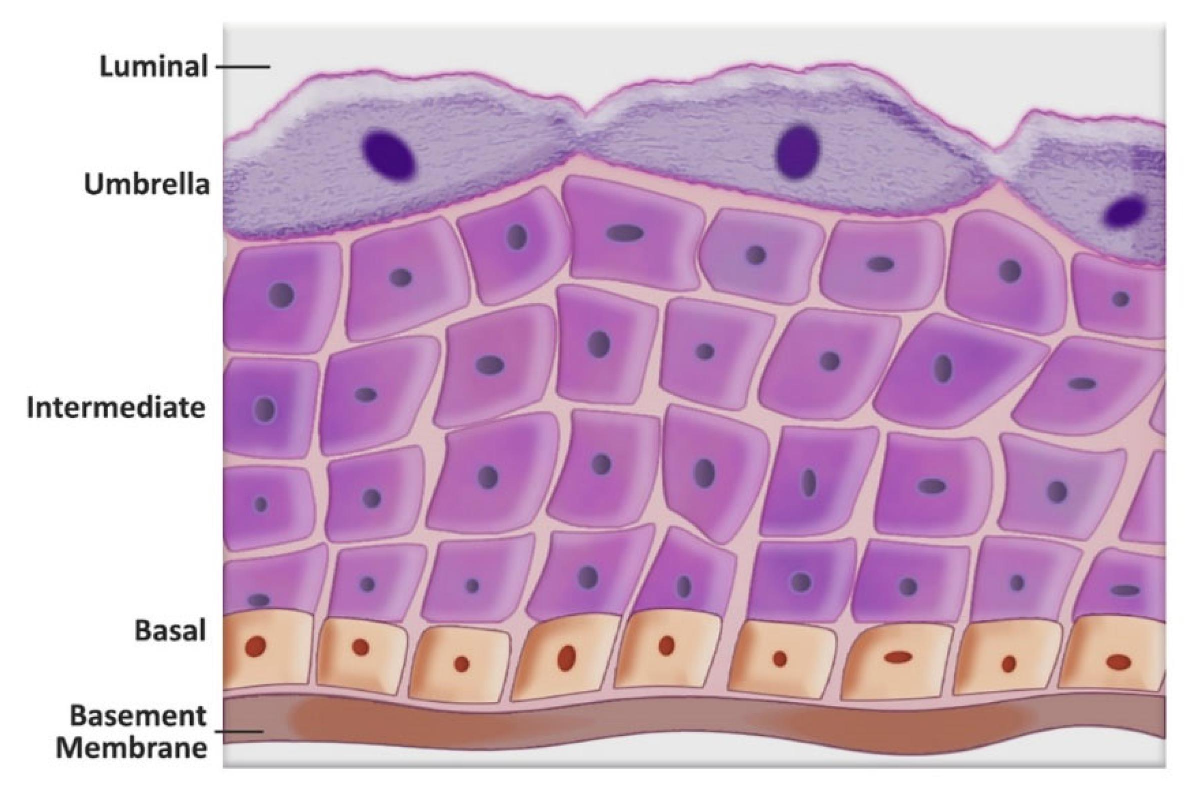 <p>It has <strong>multiple layers of cells</strong> with large, rounded/dome-shaped cells on the apical surface that flatten when the tissue stretches.</p>