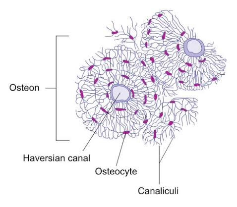 <p>Osteons (Haversian Systems)</p>