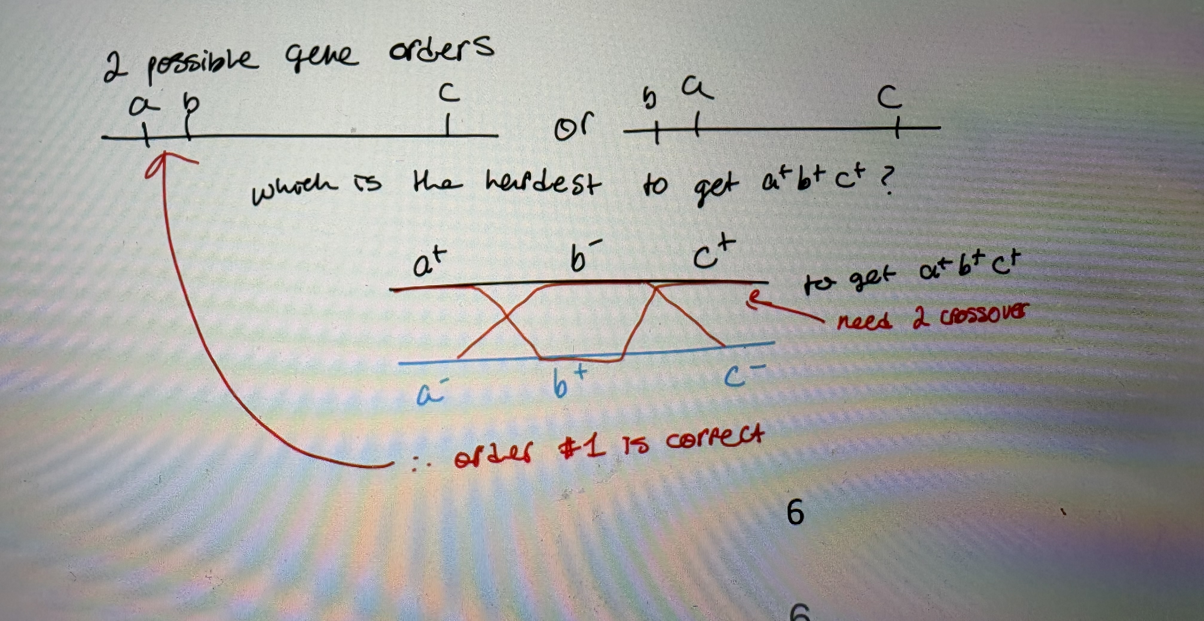 <p>- For mutations that are very close together (very close genes/mutations in same gene), scientific error precludes using 2-factor crosses to determine order</p><ul><li><p>use 3-factor crosses to determine mutation/gene order</p></li></ul><p>1. 2-factor crosses are used to assign two possible gene orders</p><p>- a &amp; b are so close together (0.3%), you can’t determine which map is correct cause in realm of standard error. </p><p>2. a mutant strain with 2 mutations is crossed with a mutant with only 1 mutation and the recombinants are examined</p><p>- a+b-c+ (single mutant) X a-b+c- (double mutant)</p><p>- choose 1 phenotype to select for </p><p>- # crossovers required to generate recombinants depends on gene order:</p><ul><li><p>greater # of crossover required → less frequent recombinant class </p></li><li><p>a+b+c+ = Low #, rarest class thus requires greatest # of crossover to occur </p></li><li><p>rarest recombinant class represents multiple crossover (see pic)</p></li></ul><p></p>