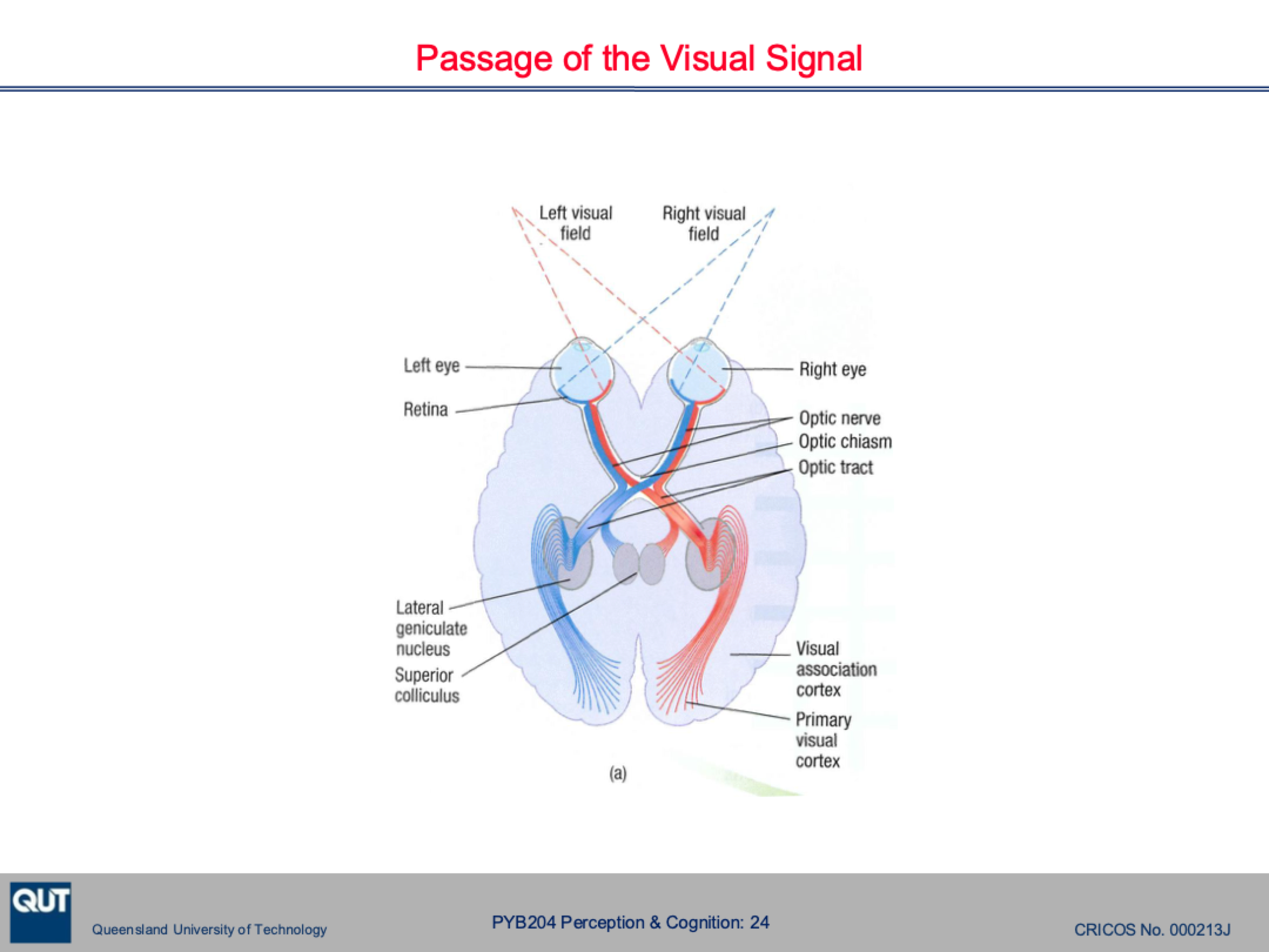 <ol><li><p>Visual information crosses the optic chasm (the criss cross)</p></li><li><p>Information from each eye then arrives at the lateral geniculate nucleus of the thalamus </p></li><li><p>The visual information is projected to the occipital cortex </p></li></ol><p></p>