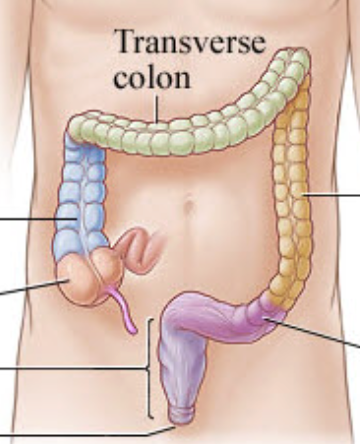 <p><span style="font-family: Calibri, sans-serif;">Anus</span></p>