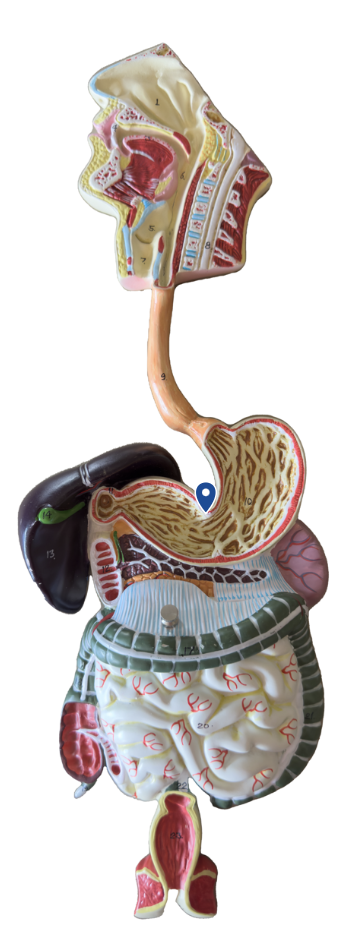 <p>Name this surface of the stomach</p>