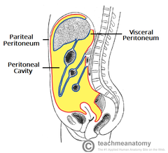 <p>covers abdominal organs; visceral afferent neurons</p>