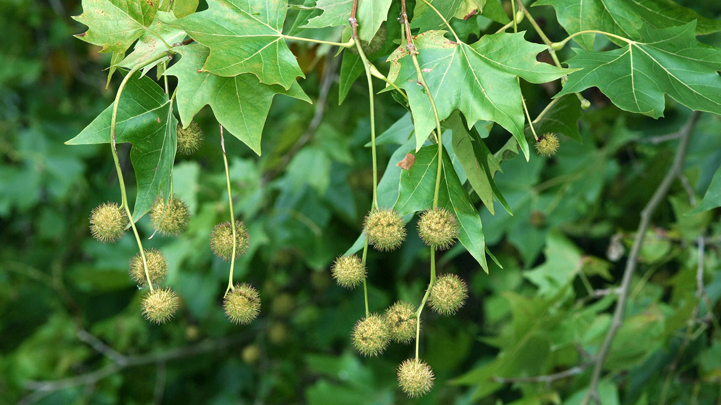 <p>Platanus X acerifolia, London plane tree, platanaceae</p>