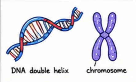 <ul><li><p><strong>Structure:</strong> DNA is a double helix (twisted ladder) wrapped around proteins to form chromosomes in the nucleus.</p></li><li><p><strong>Function:</strong> Stores genetic information and provides the instructions for making proteins and controlling cell activities.</p></li></ul><p></p>