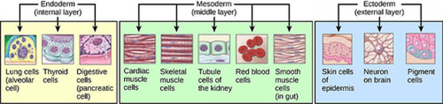 <p>mesoderm</p>