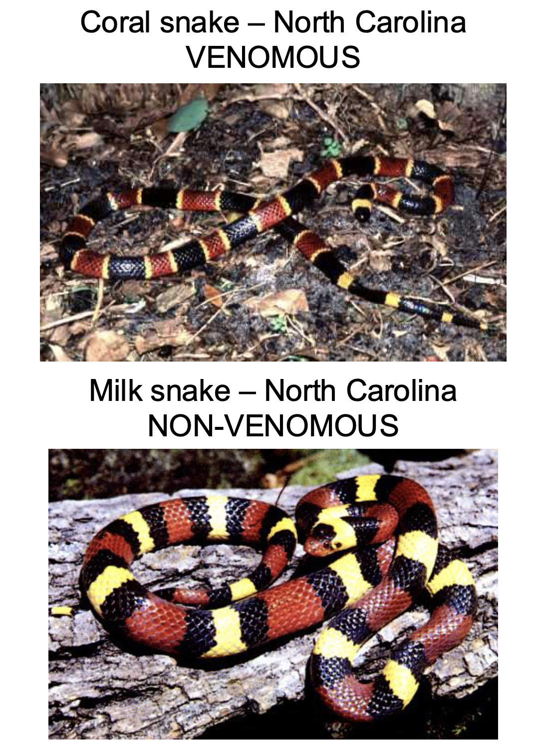 <p>palatable species (mimic) evolves to resemble unpalatable/dangerous species (model)</p>