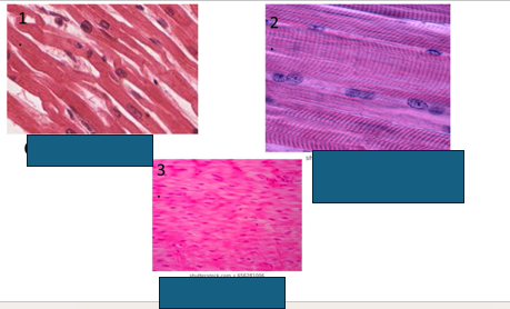 <p>name muscles [microscope images]</p>