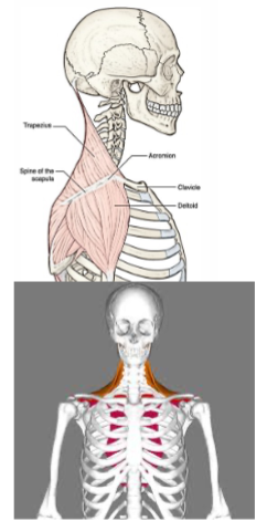 <p>Trapezius: Orgin and Insertion</p>