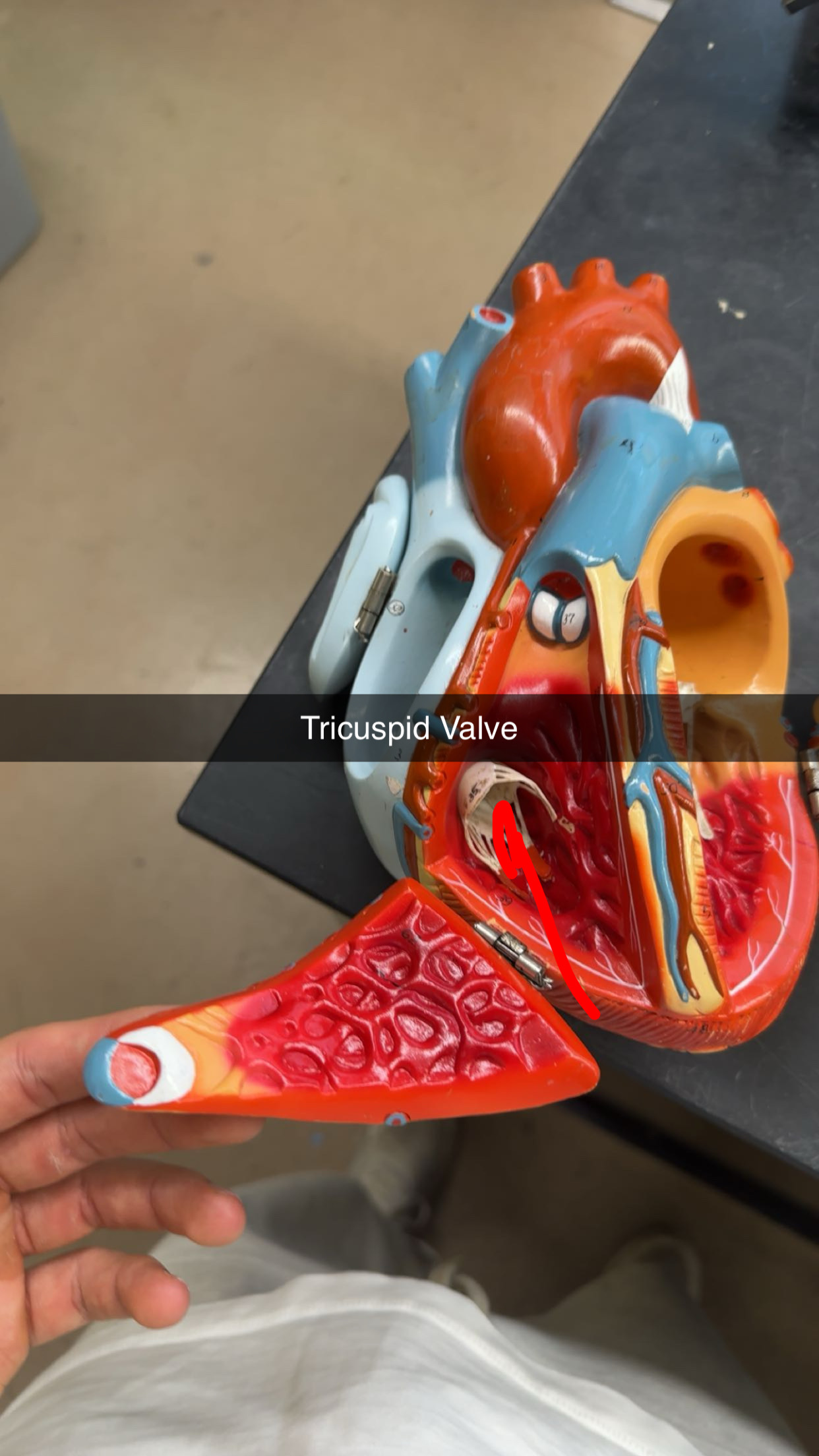 knowt flashcard image