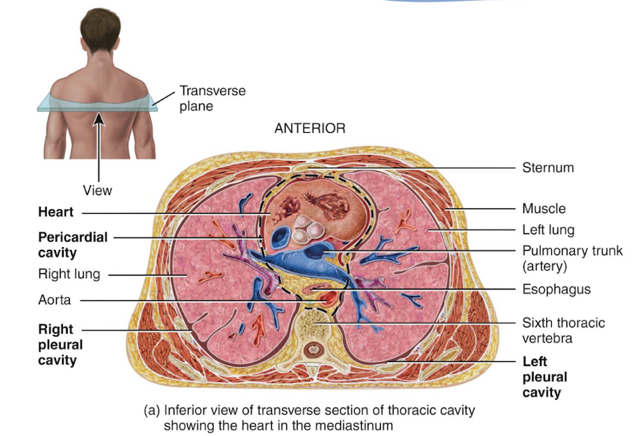 <p>the mediastinum</p>
