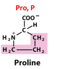 <p>Pro, P, Nonpolar Aliphatic R Group</p>