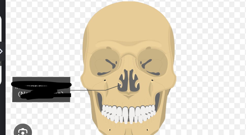 <p>side of nose (bottom)</p>