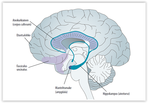 <ul><li><p>Limbisen järjestelmän osa, joka liittyy tunteiden säätelyyn.</p></li><li><p>Aktivoituu stressitilanteissa, kytkee tunnekokemukset muistiin</p></li></ul><p></p>
