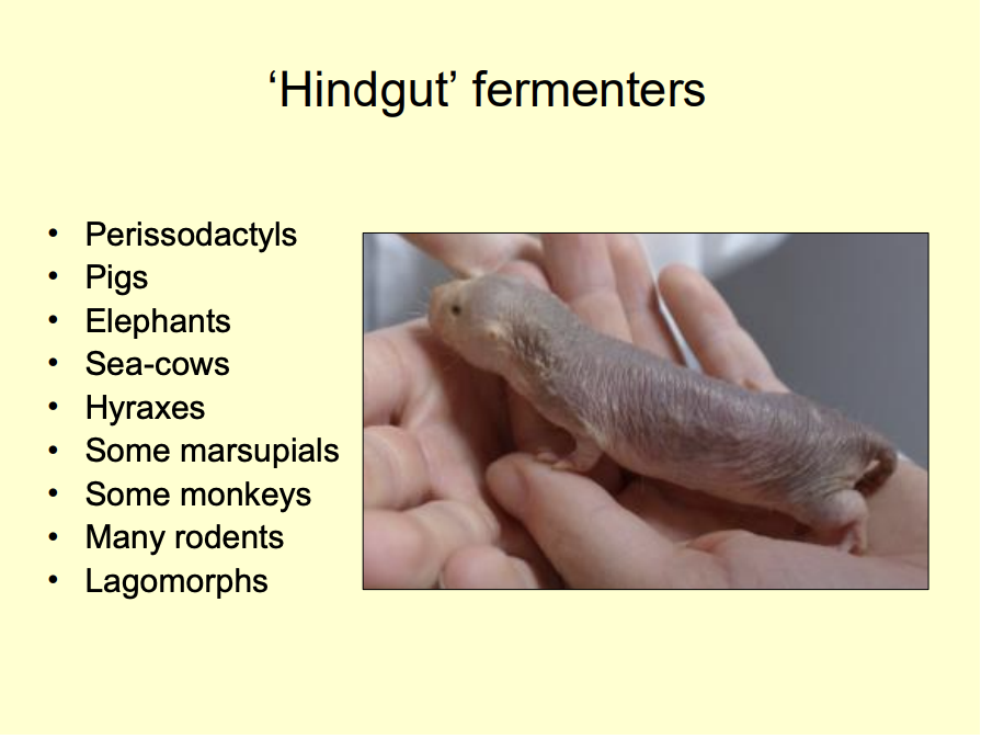 <ol><li><p>Perissodactyl</p><ul><li><p>odd toed undulates</p></li></ul></li><li><p>Pigs</p></li><li><p>elephants</p></li><li><p>sea-cows</p></li><li><p>hyraxes</p></li><li><p>Lagomorphs</p><ol><li><p>rabbits</p></li></ol></li></ol><p></p>
