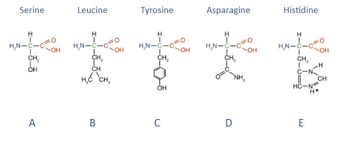 <p><span style="line-height: 107%;"><strong>Histidine (E)</strong>. It is a polar basic amino acid which carries a full positive charge. Ionic bonds are non-covalent interactions between a full positive charge and a full negative charge.</span></p>