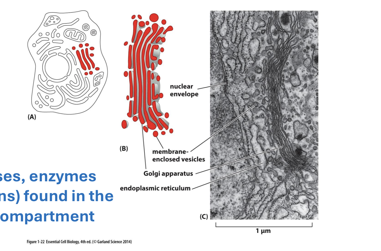 <p>what controls the distribution of phospholipids within the two layers of a membrane? </p>