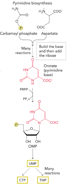 <p>synthesized from carbamoyl phosphate and aspartate to yield orotate, which is then linked to PRPP to generate OMP</p>