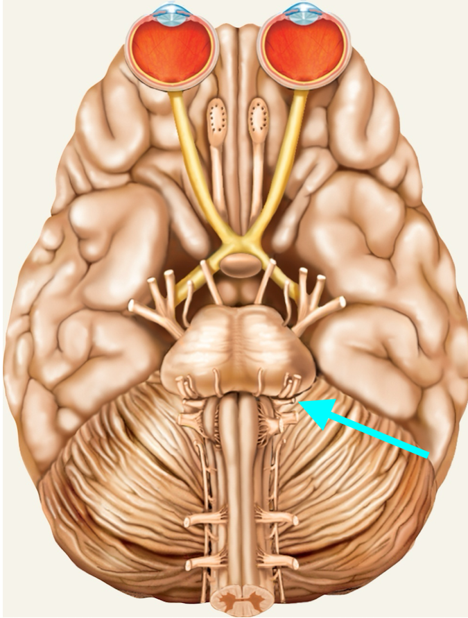 <p>Nerve, number, sensory or motor?</p>