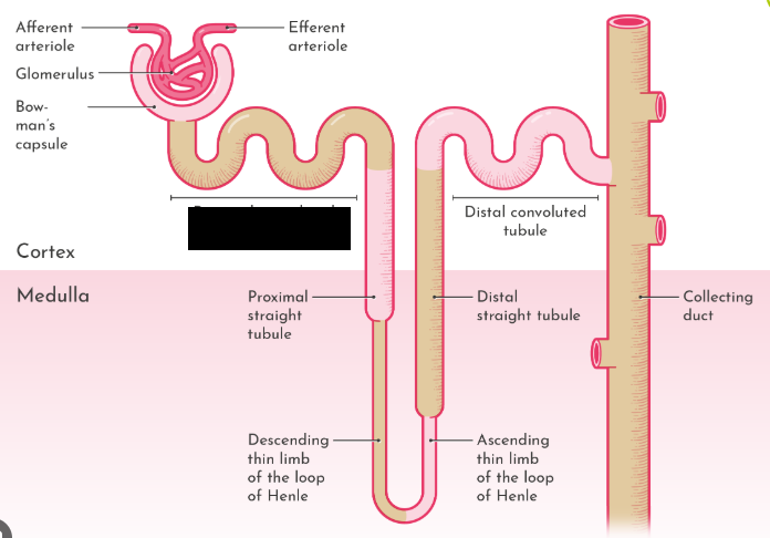 <p><span style="background-color: transparent;">The first part of the renal tubule where the filtrate from the glomerular capsule initially flows through</span></p>