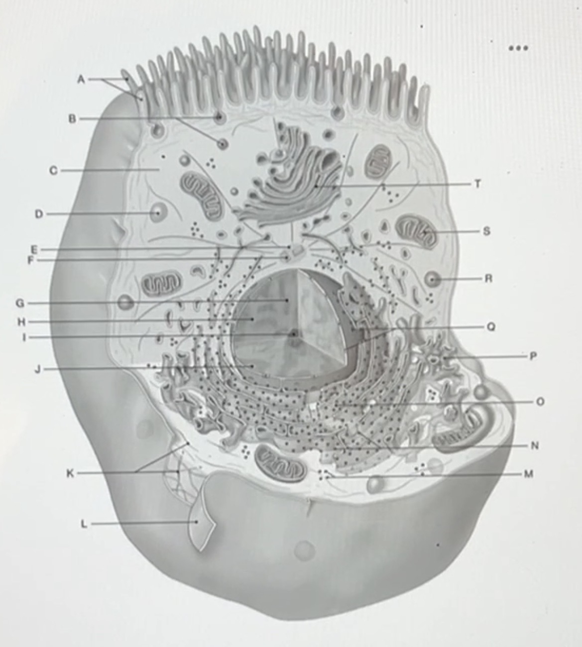 <p>Using the diagram above, what is the anatomical term for Label K?</p>