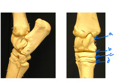<p>What are these tarsal articulations?</p>
