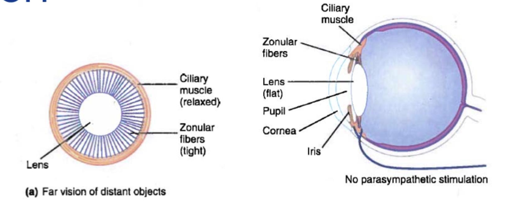 <p><strong>Ciliarmusklen er afslappet</strong>, <strong>zonulatrådene, zonular fibers, er stramme</strong>, og linsen trækkes ud i en <strong>fladere form</strong>, så brydningen bliver <strong>svagere</strong>.</p>