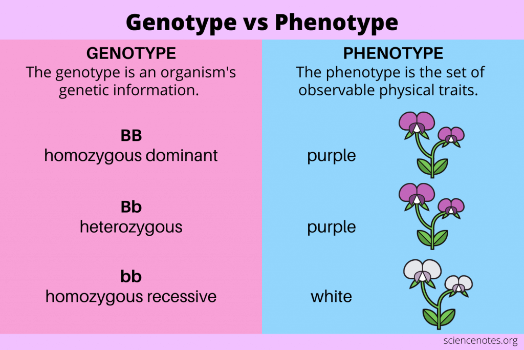 <p>Genotype = actual alleles; Phenotype = physical expression of the genotype.</p>