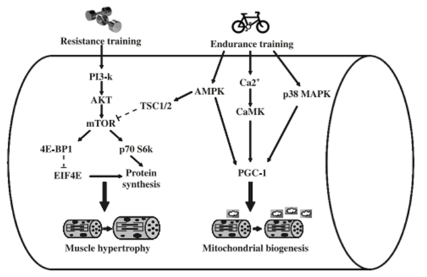 <p>Competition of pathways </p>