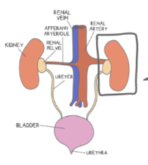 <p>ureter</p>