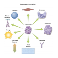 <p>Structure (Collagen in skin, spider silk)</p><p>Hormones (Insulin and Glucagon)</p><p>Transport (Hemoglobin)</p><p>Enzymes (Lactase, Catalase)</p><p>Immunity (Antibodies)</p><p>...and more. Proteins do everything!</p>