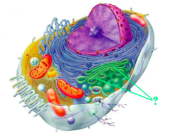<p>identify the indicated cellular organelle</p>